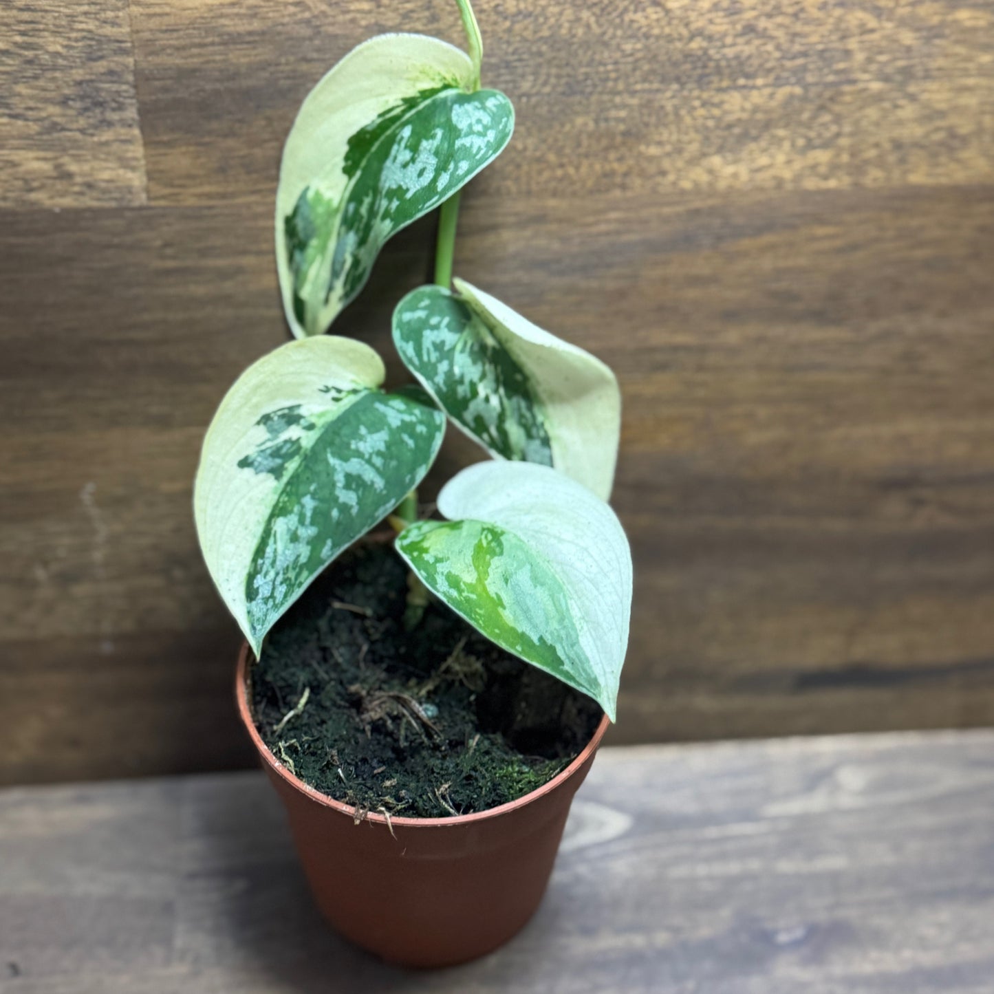 Scindapsus 'Mayari Variegata'