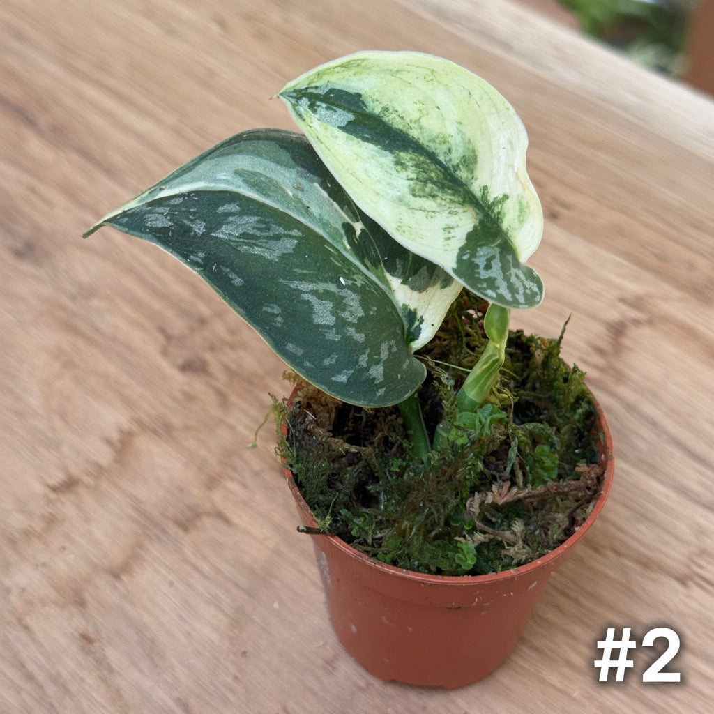Scindapsus 'Mayari Variegata'
