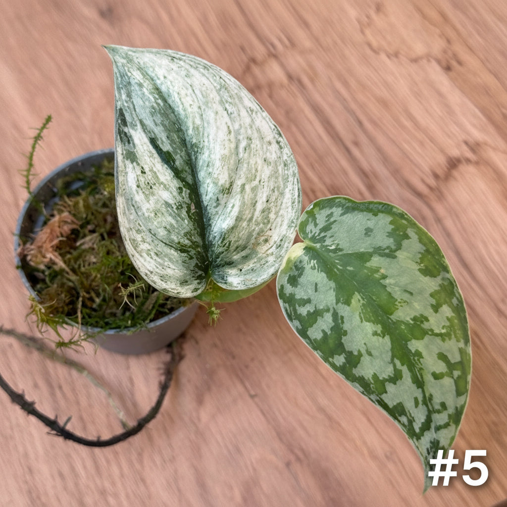 Scindapsus 'Mayari Variegata'