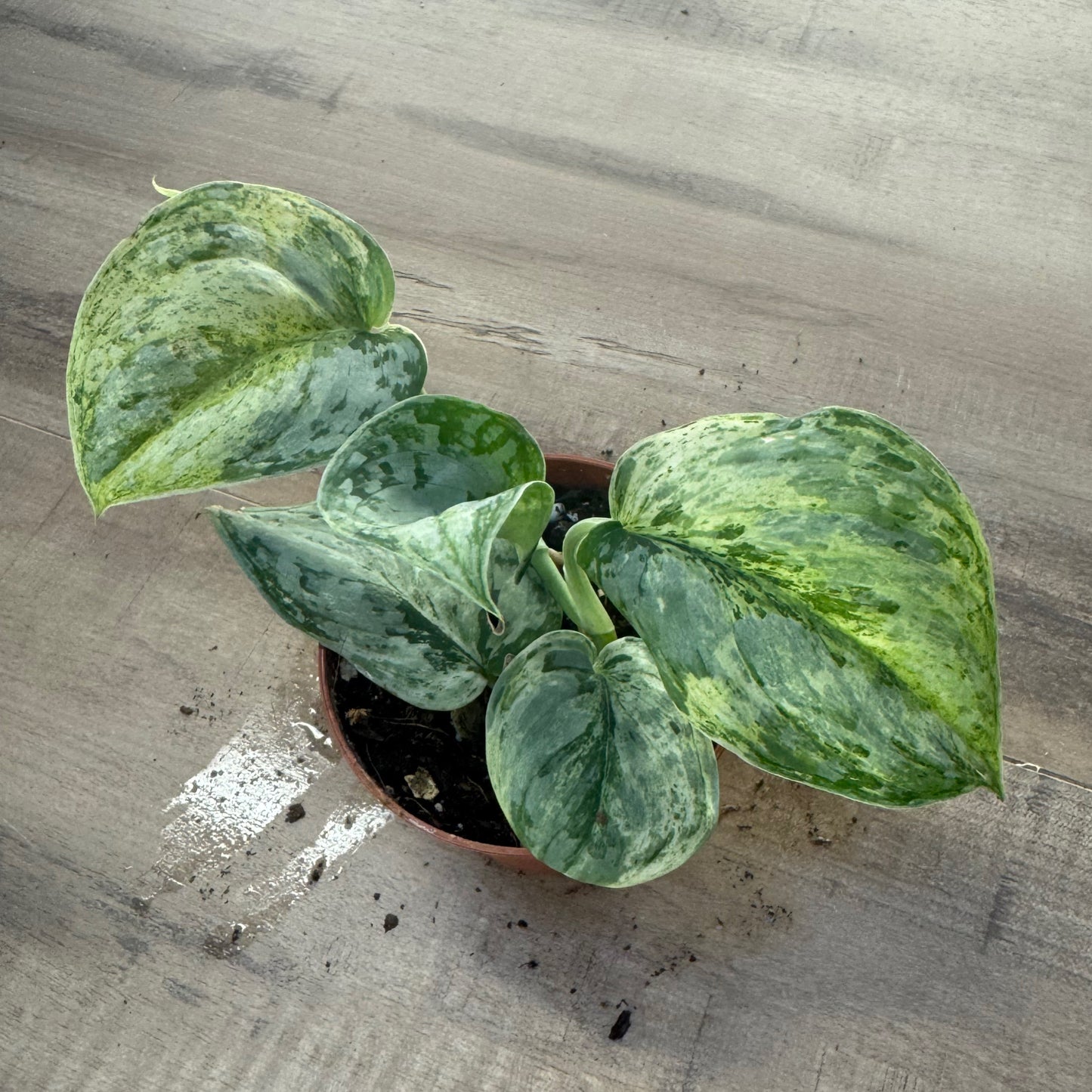 Scindapsus 'Peasun Variegata'
