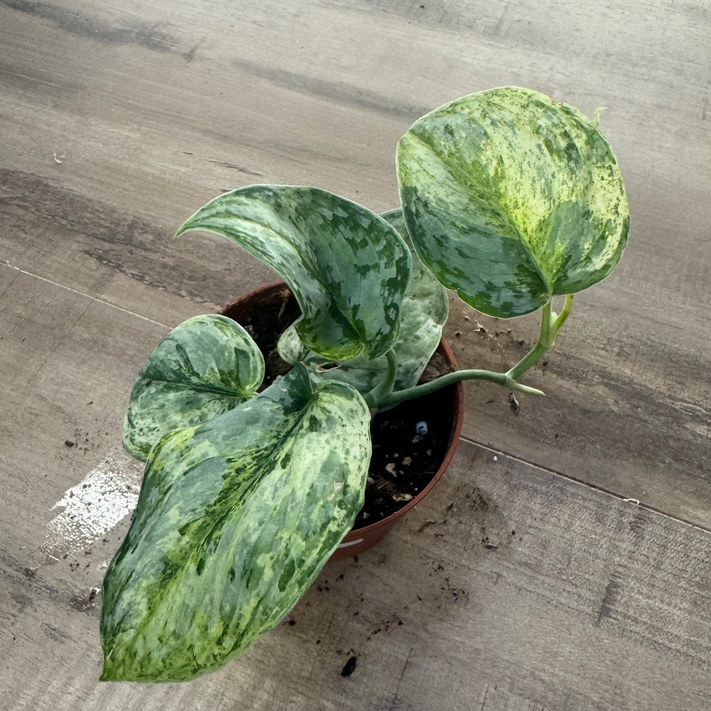 Scindapsus 'Peasun Variegata'