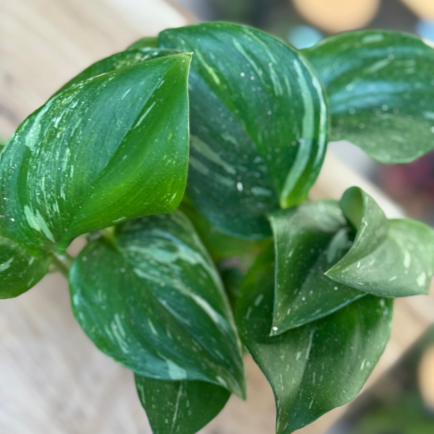Scindapsus 'Rubicon'