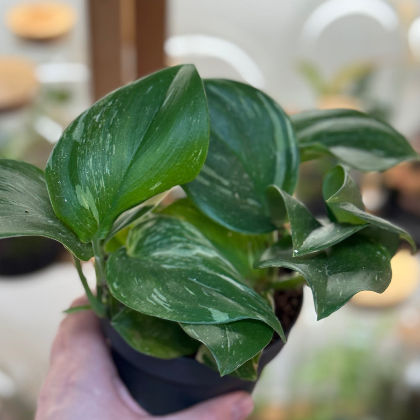 Scindapsus 'Rubicon'