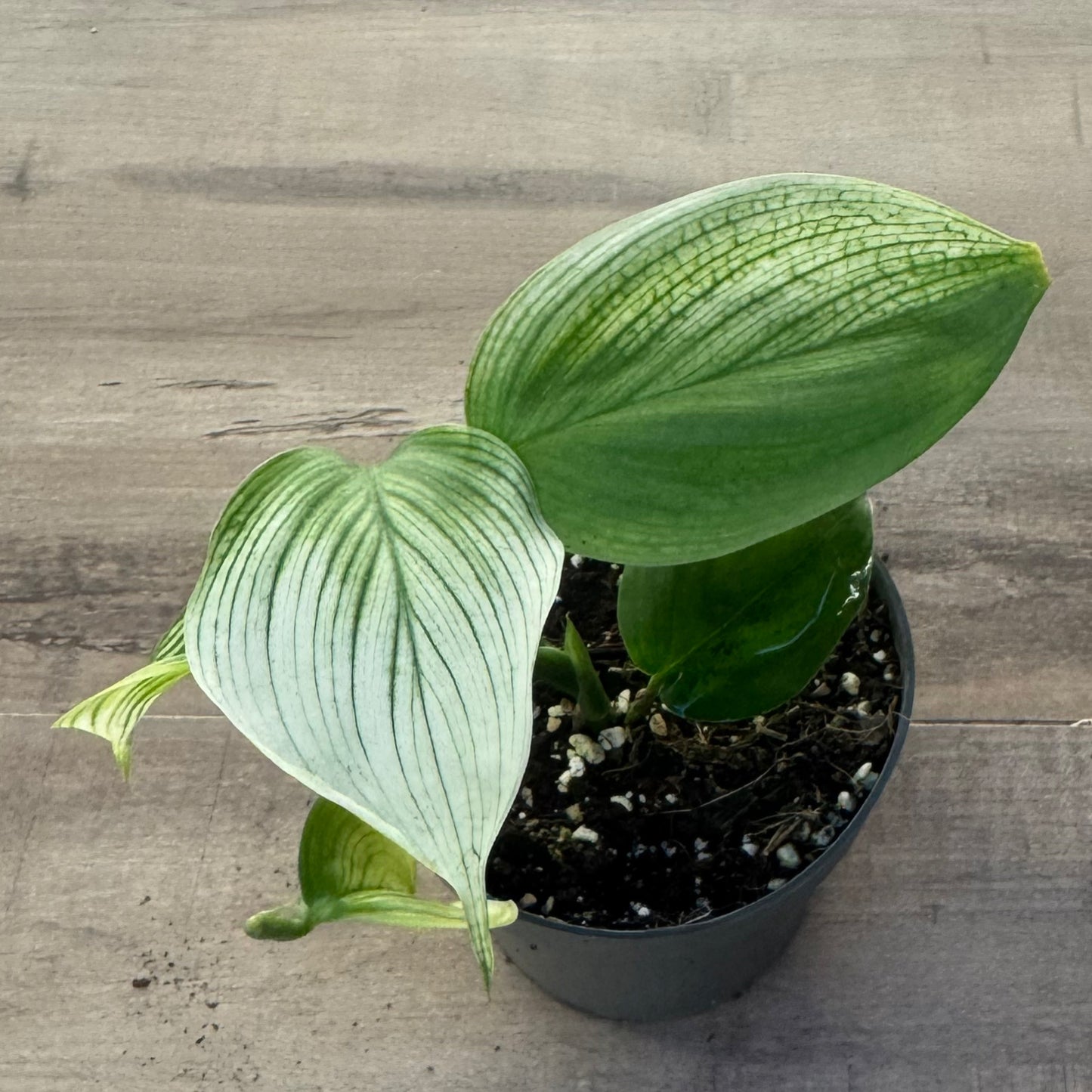 Scindapsus 'White Monster'