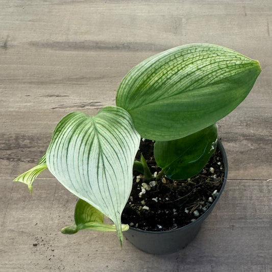 Scindapsus 'White Monster'