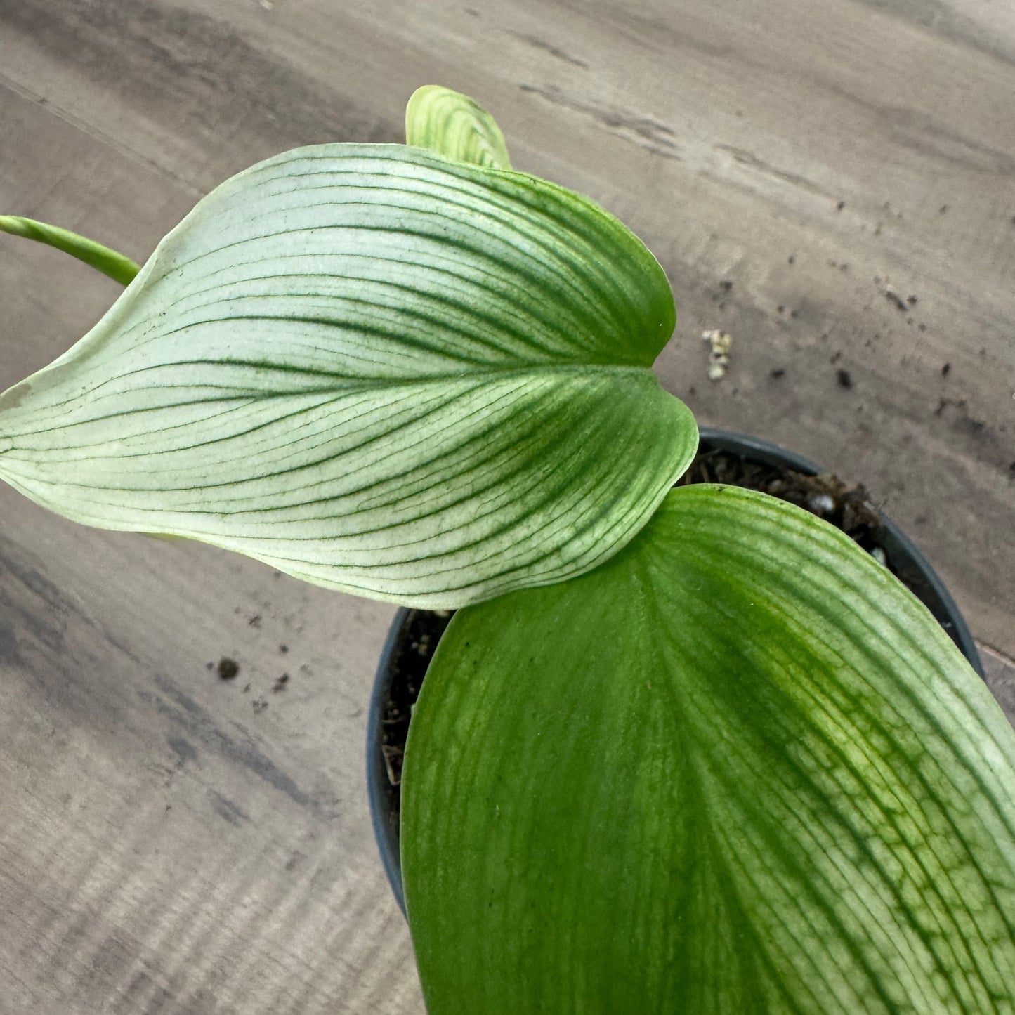 Scindapsus 'White Monster'