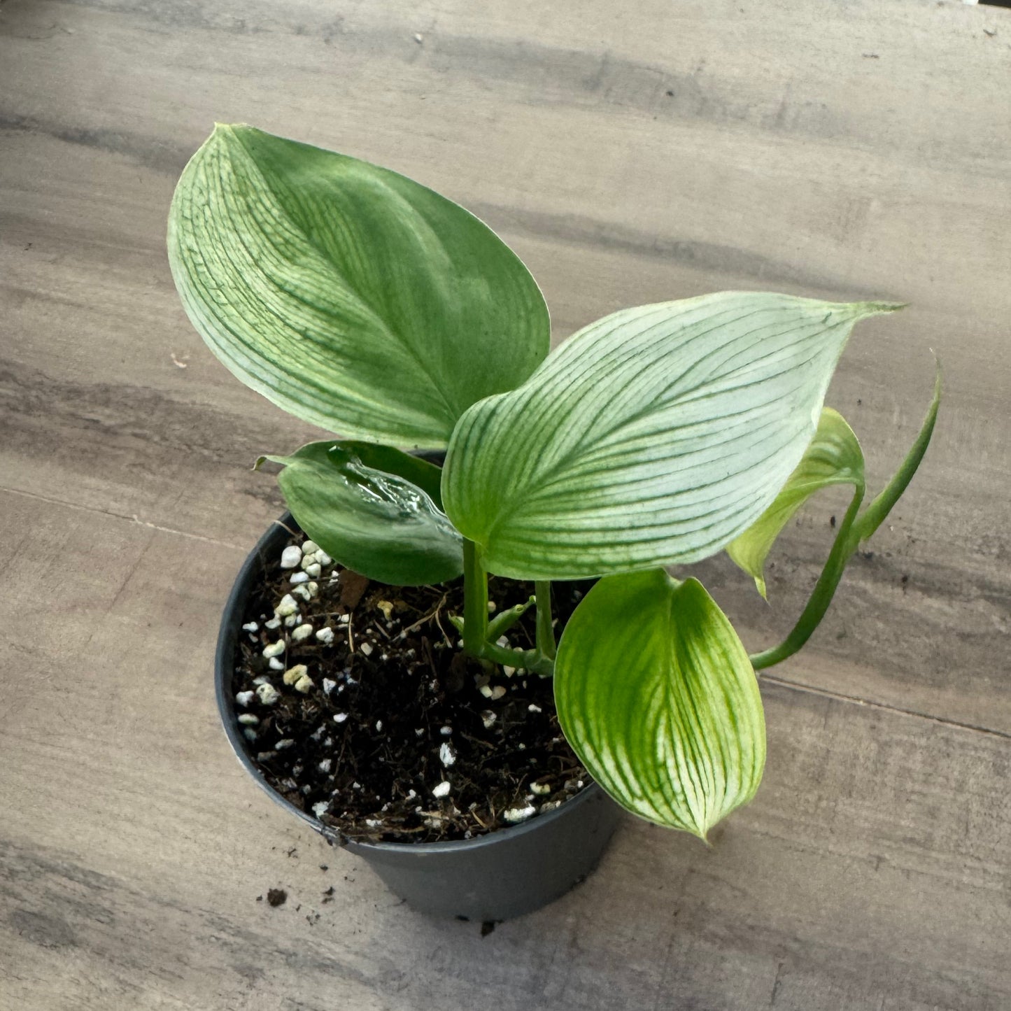 Scindapsus 'White Monster'