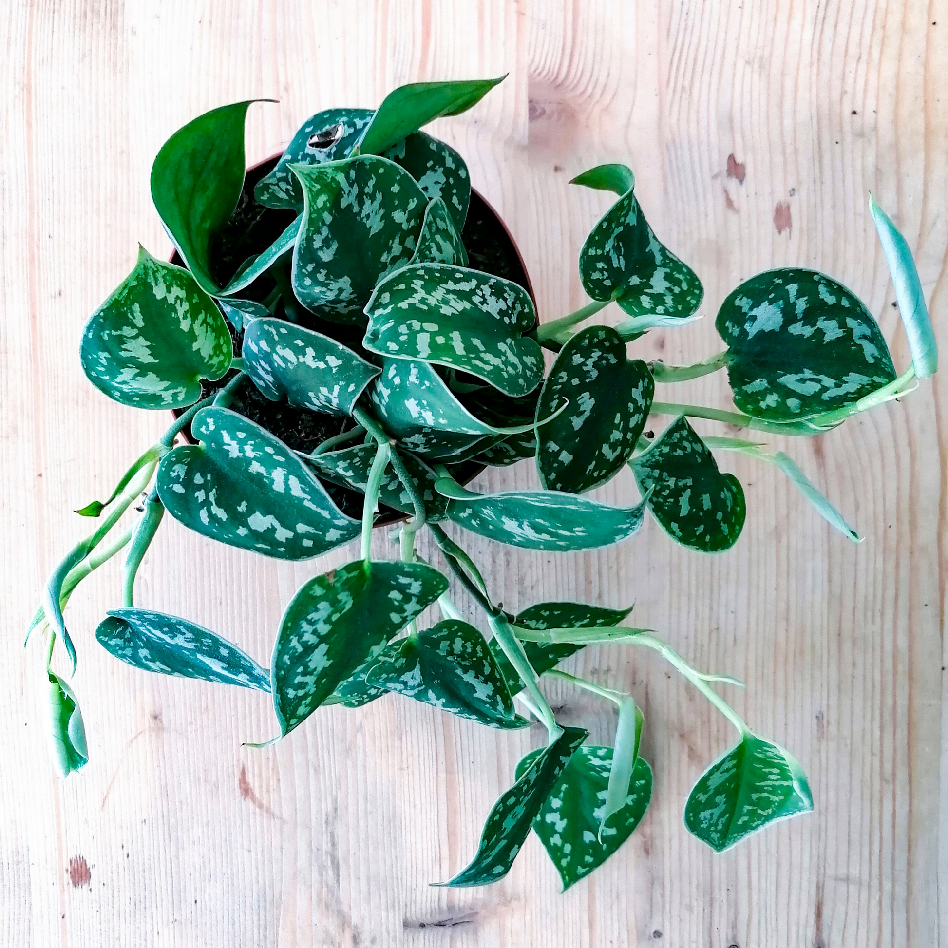 Scindapsus pictus 'Argyraeus' 
