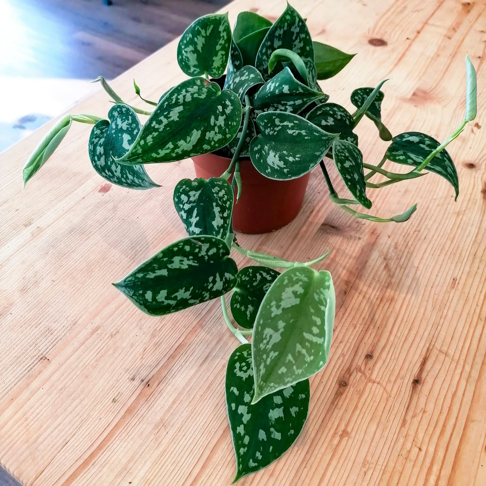 Scindapsus pictus 'Argyraeus' 