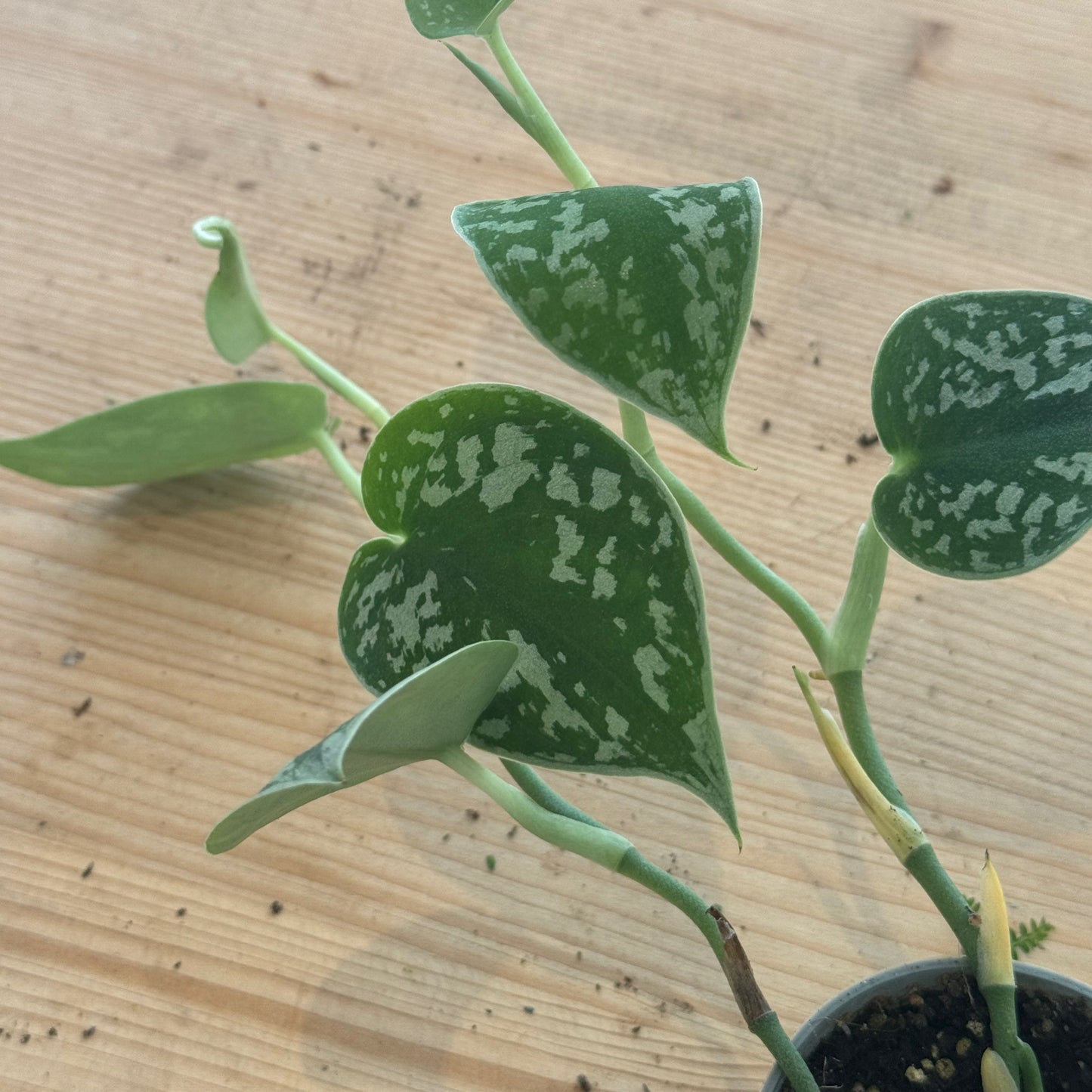 Scindapsus pictus 'Argyraeus' Babypflanze | Silberpflanze