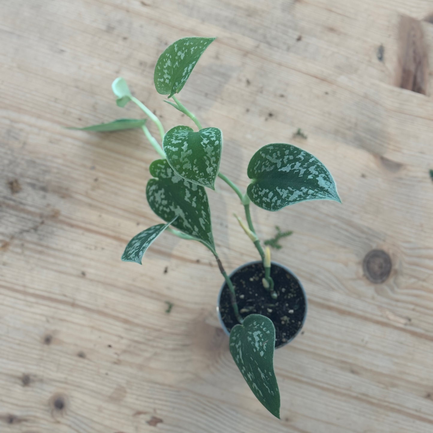 Scindapsus pictus 'Argyraeus' Babypflanze | Silberpflanze