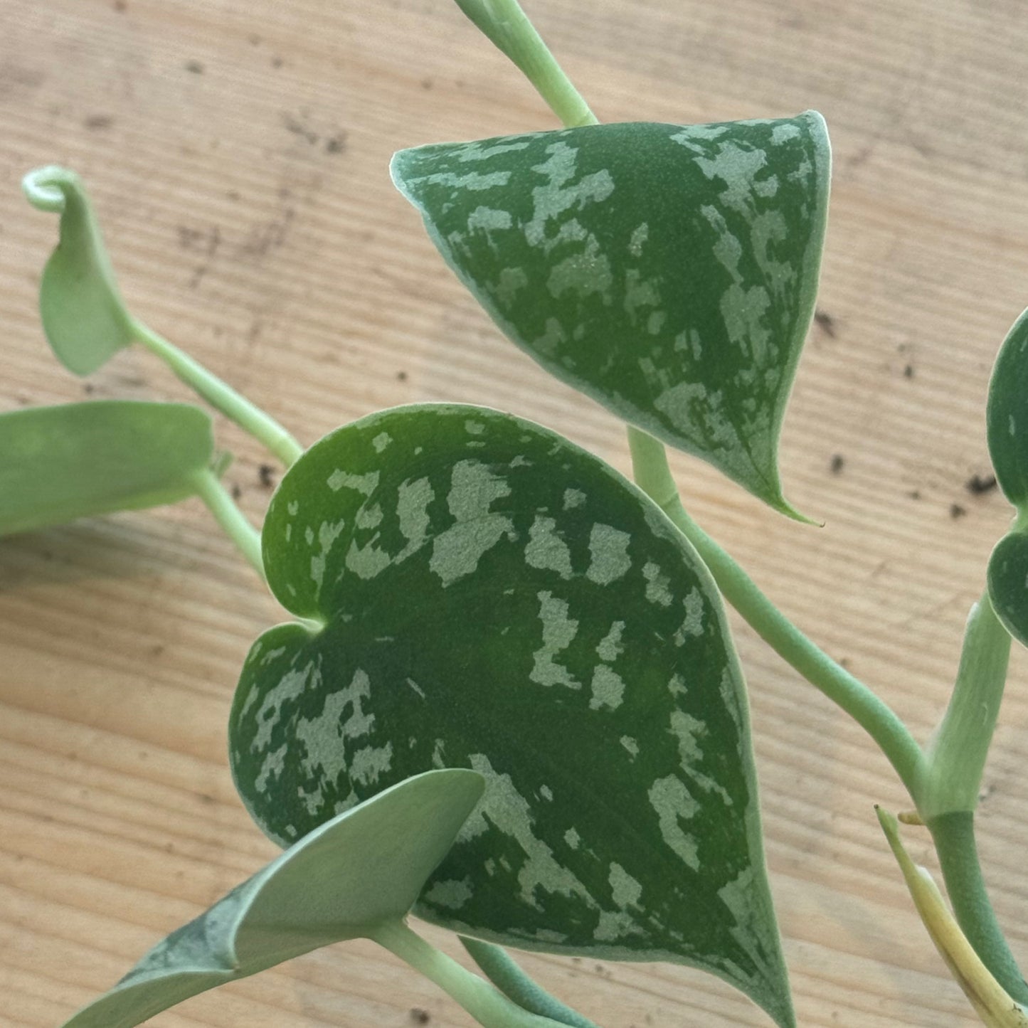 Scindapsus pictus 'Argyraeus' Babypflanze | Silberpflanze