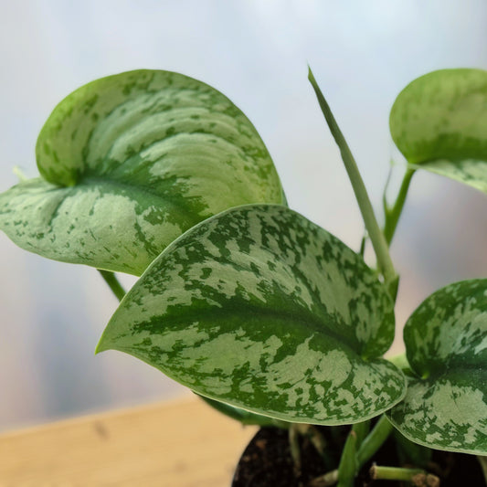 Scindapsus pictus 'Exotica' | Silberpflanze