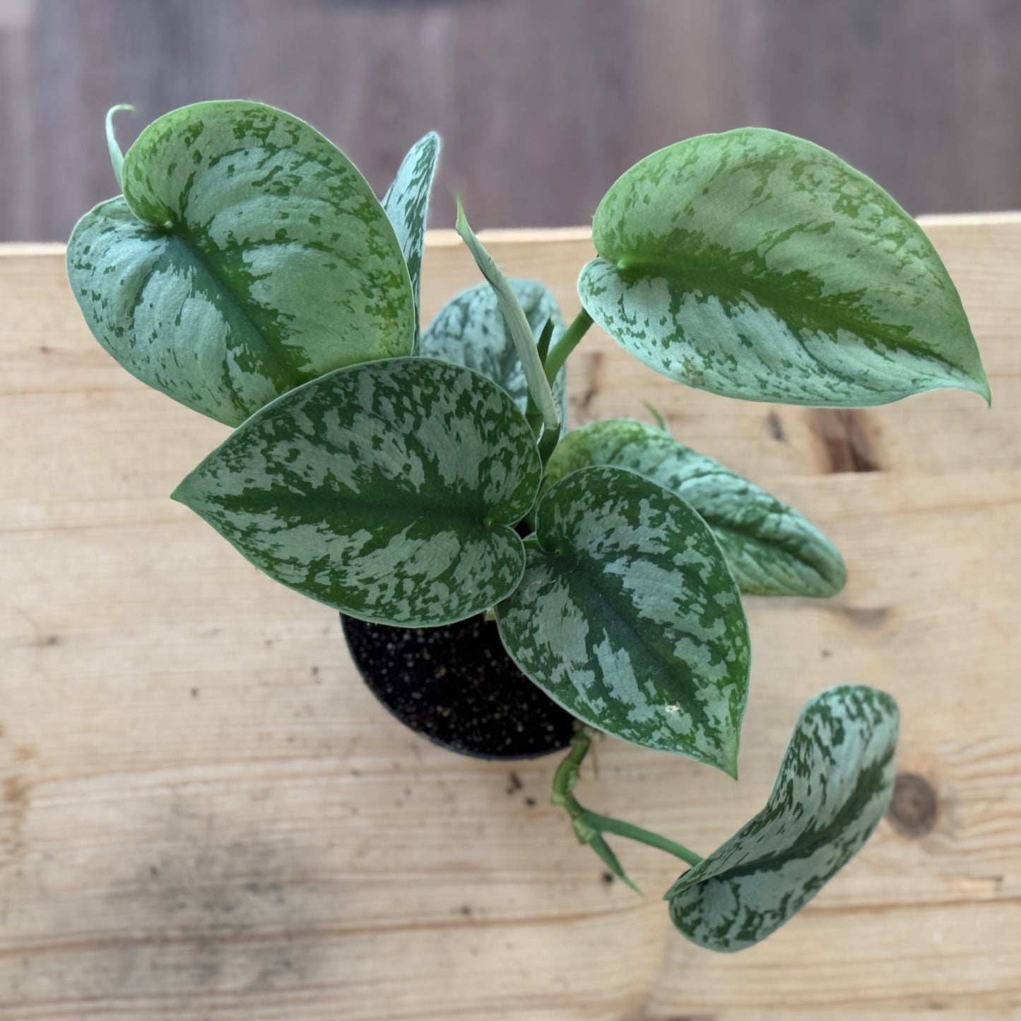 Scindapsus pictus 'Exotica' | Silberpflanze