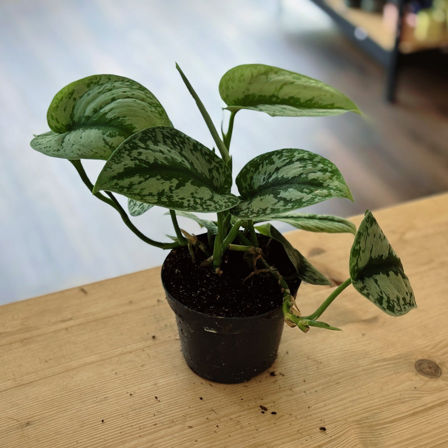 Scindapsus pictus 'Exotica' | Silberpflanze