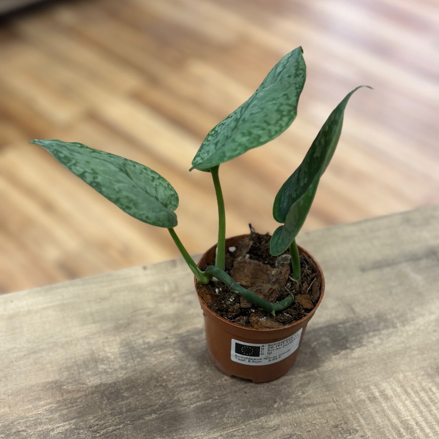Scindapsus pictus 'Silver Cloud' | Silberpflanze