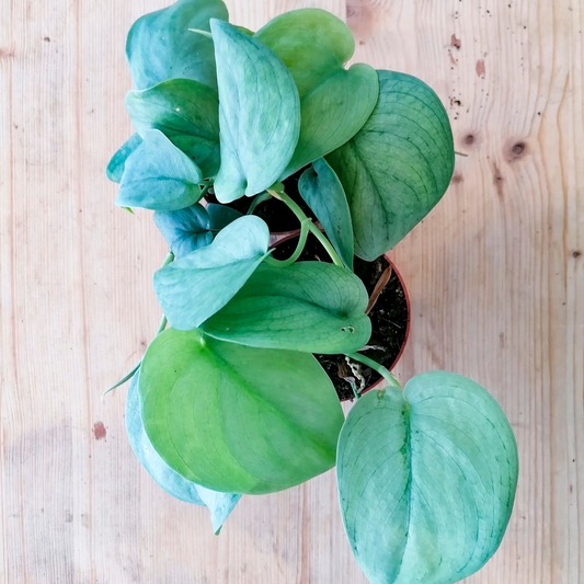Scindapsus pictus 'Silver Hero' | Silberpflanze