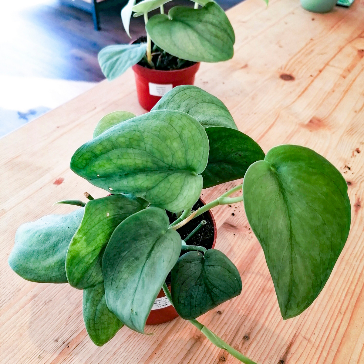 Scindapsus Scindapsus pictus 'Silver Hero' | Silberpflanze – pflanzen-im-glas.de