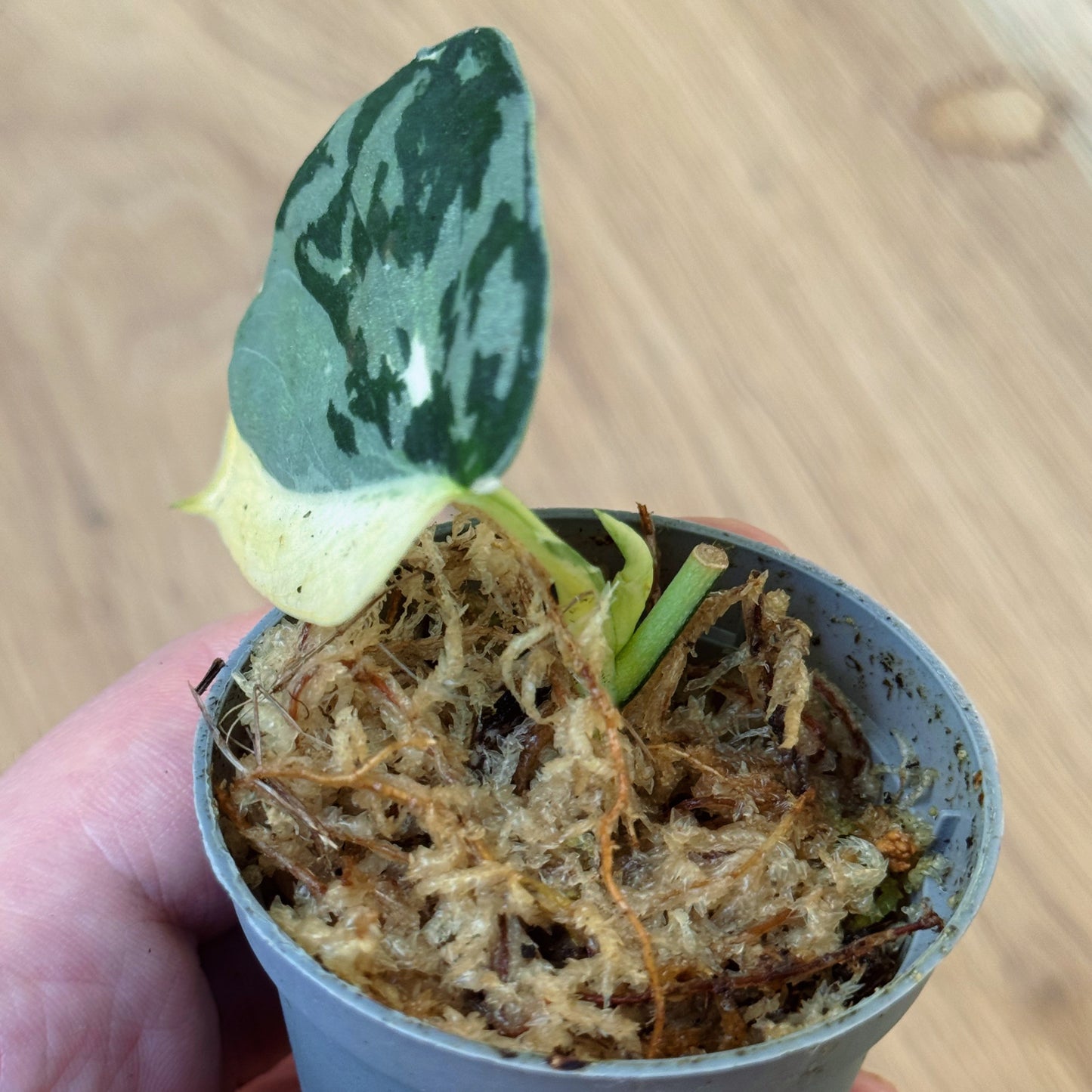 Scindapsus 'Mayari Variegata' Steckling
