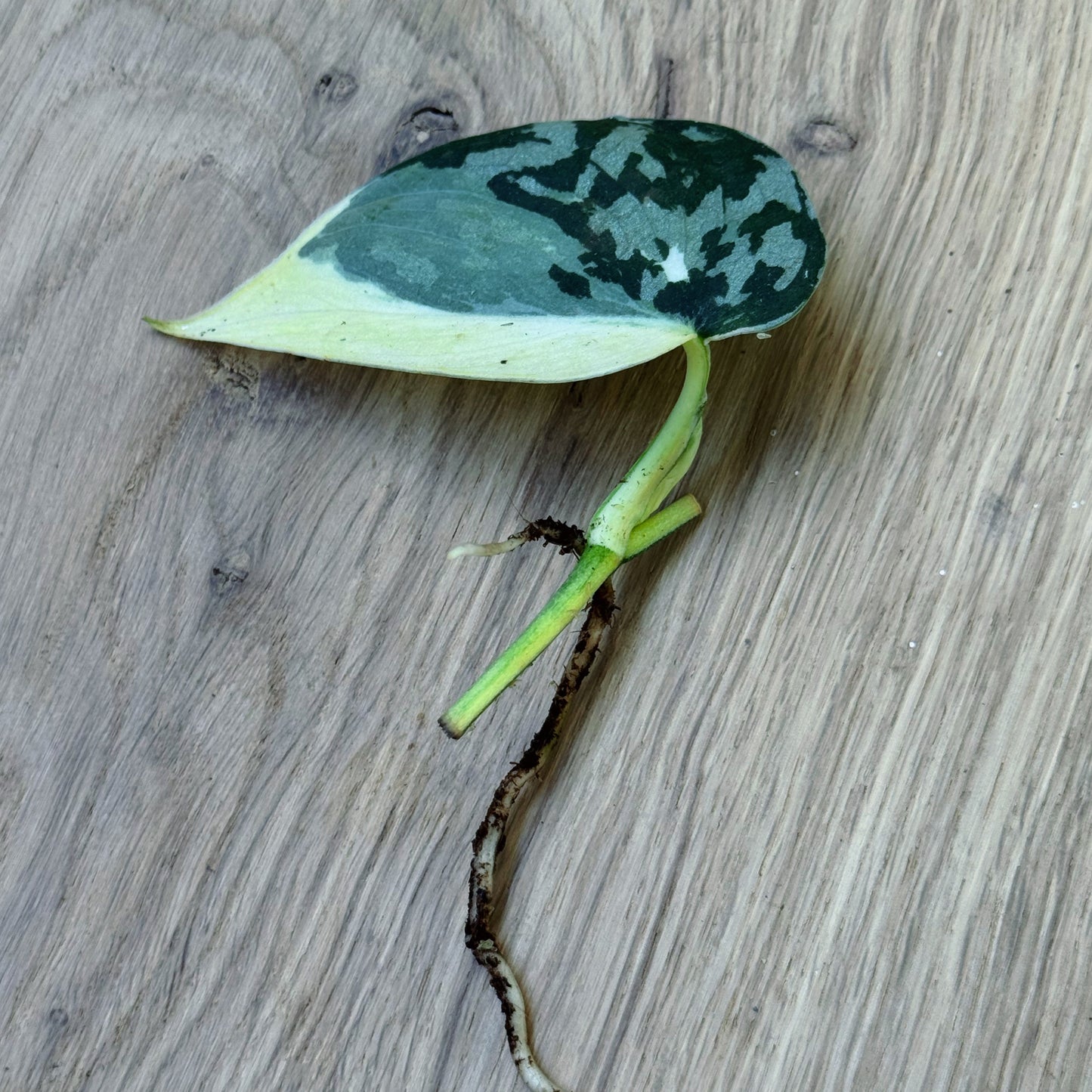 Scindapsus 'Mayari Variegata' Steckling