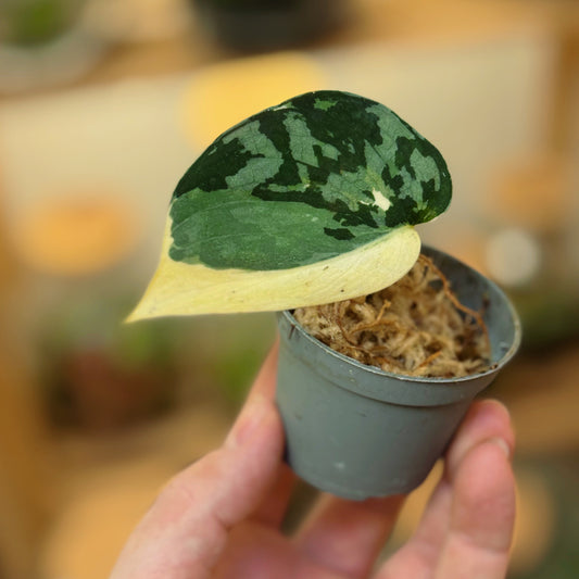 Scindapsus 'Mayari Variegata' Steckling