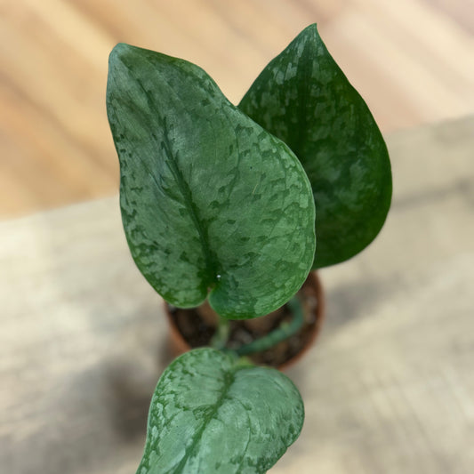 Scindapsus pictus 'Silver Cloud' | Silberpflanze