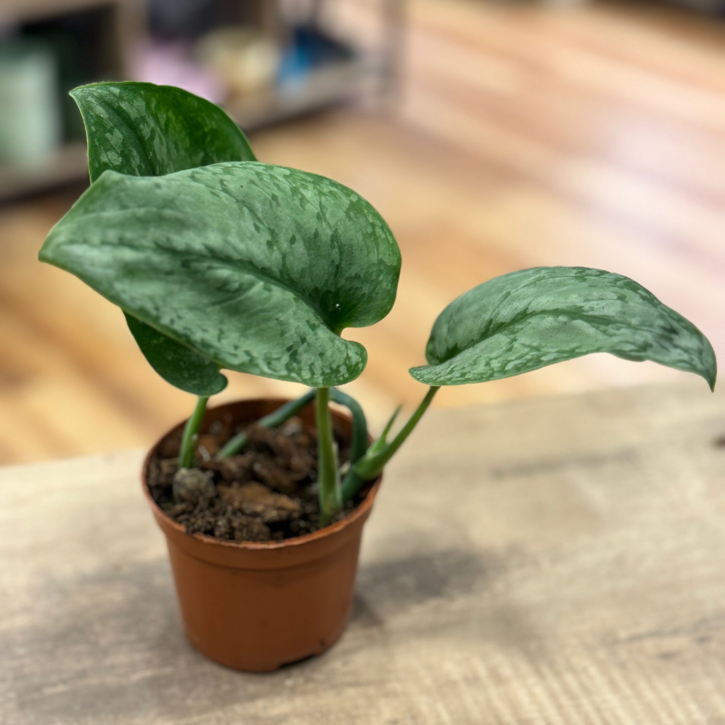 Scindapsus pictus 'Silver Cloud' | Silberpflanze