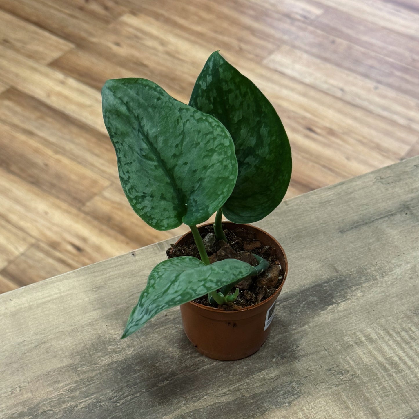 Scindapsus pictus 'Silver Cloud' | Silberpflanze