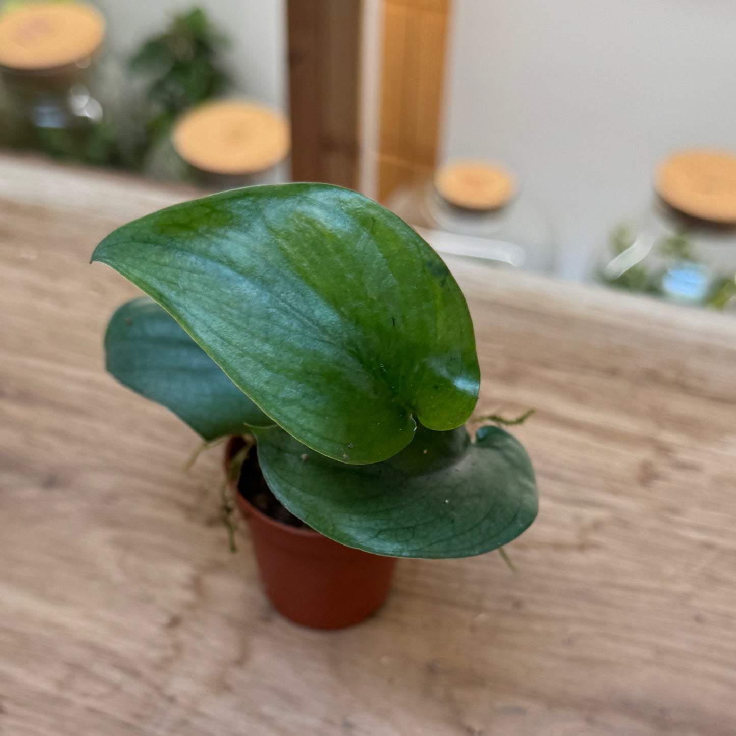 Scindapsus pictus 'Silver Hero' Steckling | Silberpflanze