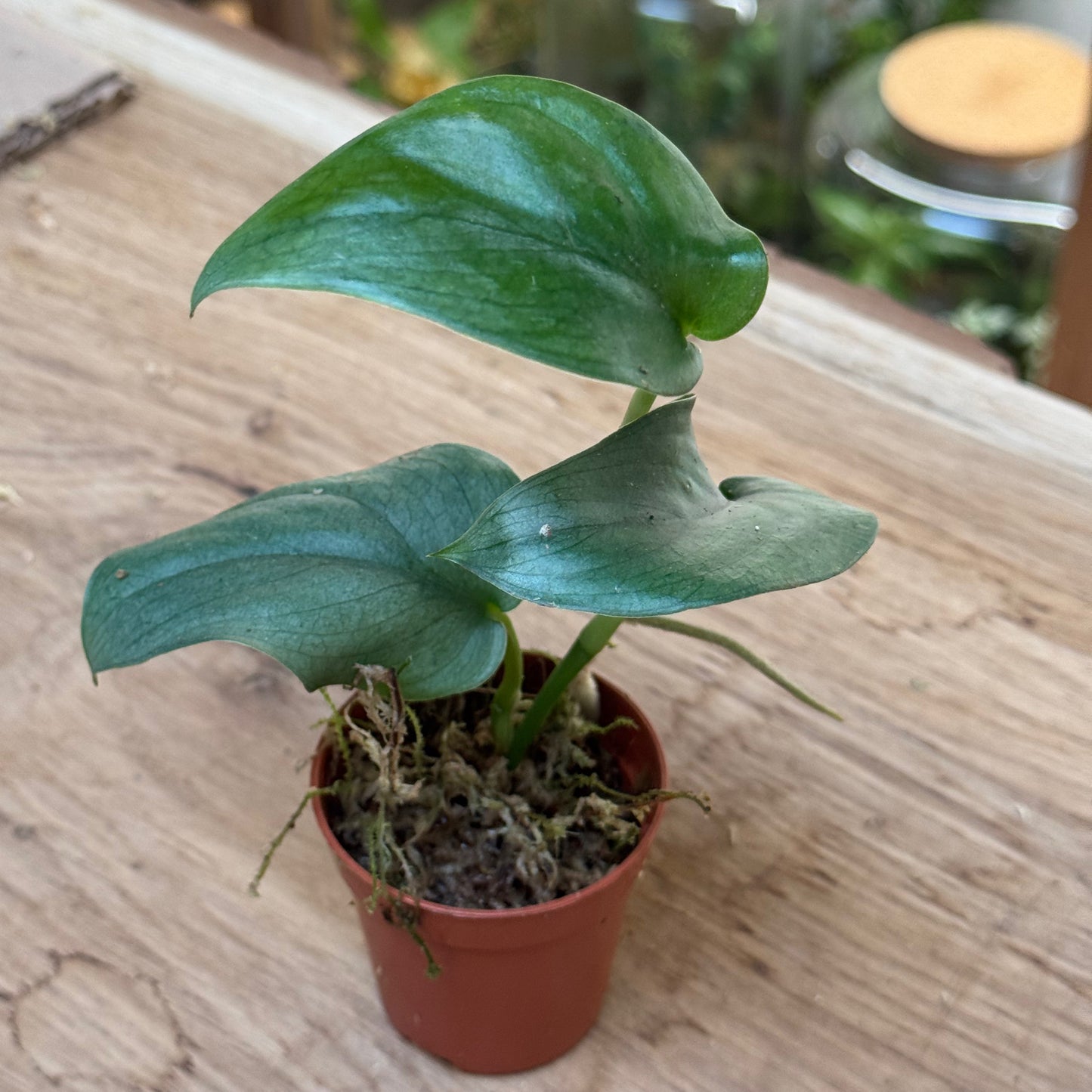 Scindapsus pictus 'Silver Hero' Steckling | Silberpflanze