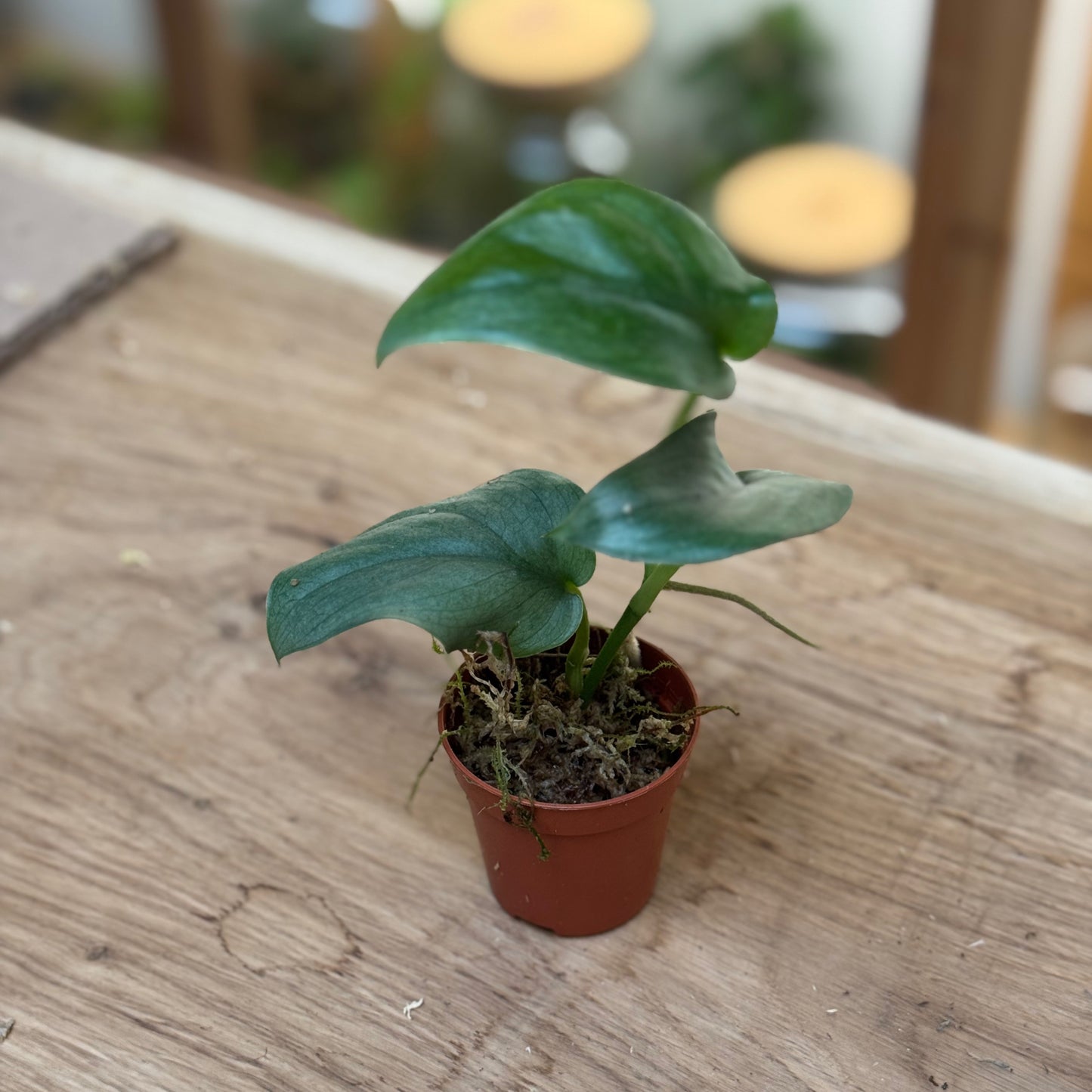 Scindapsus pictus 'Silver Hero' Steckling | Silberpflanze
