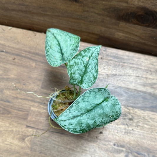 Scindapsus pictus 'Silver Splash' Steckling | Silberpflanze