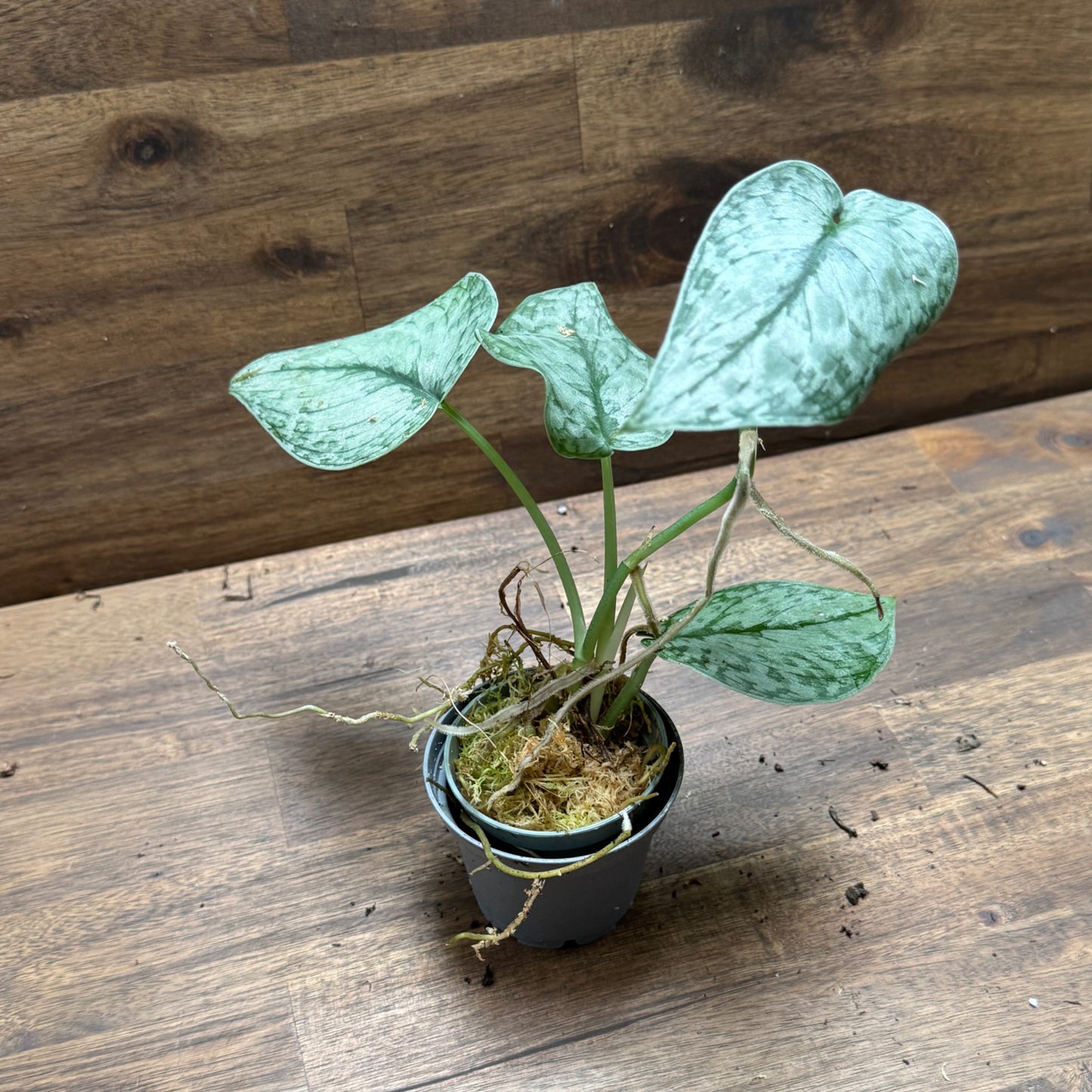 Scindapsus pictus 'Silver Splash' Steckling | Silberpflanze