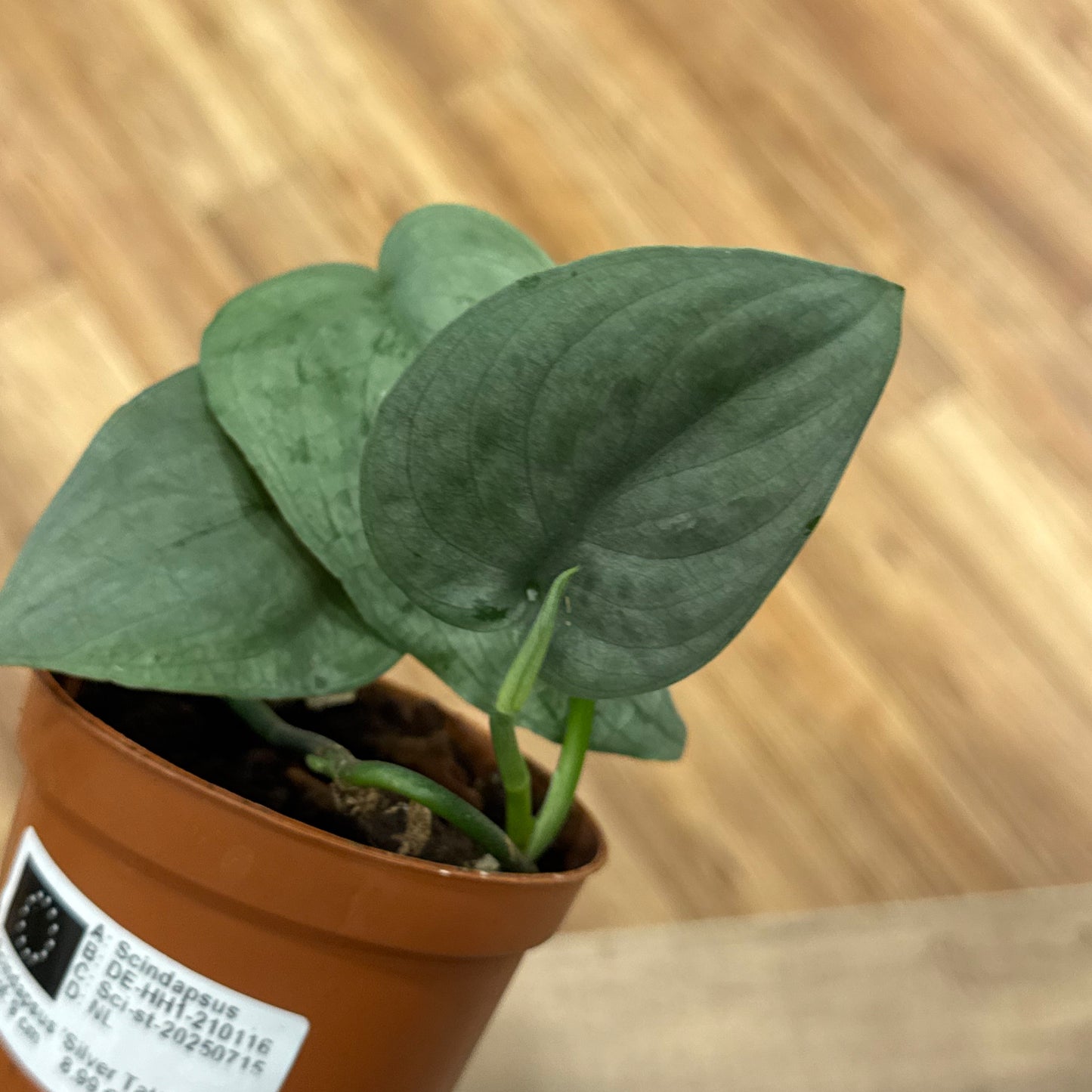 Scindapsus pictus 'Tattoo' | Silberpflanze