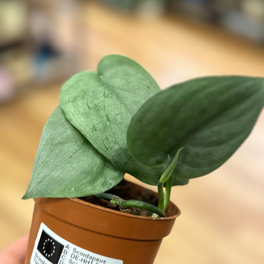 Scindapsus pictus 'Tattoo' | Silberpflanze