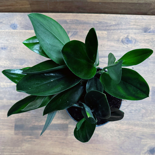 Scindapsus treubii 'Dark Form'