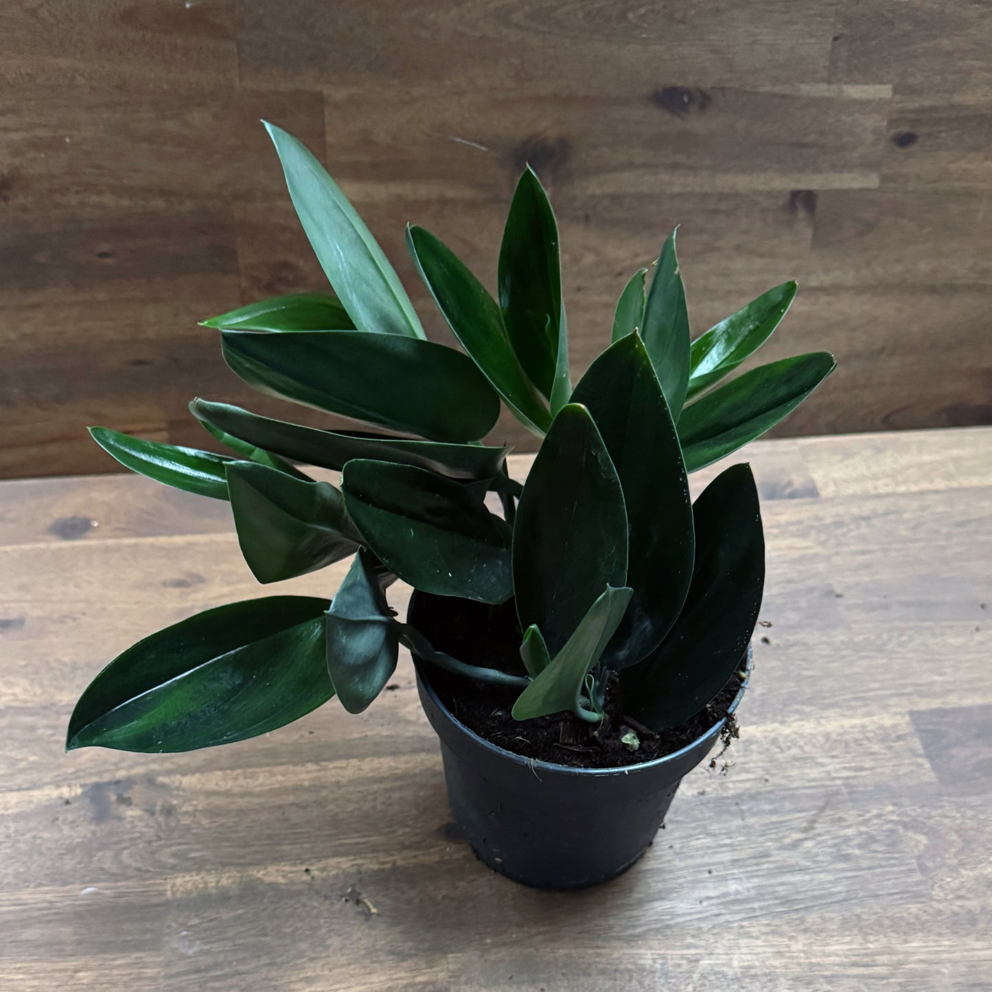 Scindapsus treubii 'Dark Form'