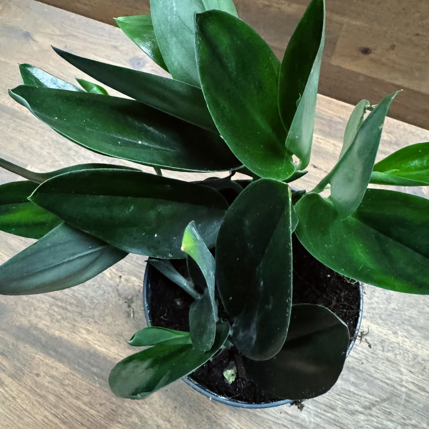 Scindapsus treubii 'Dark Form'