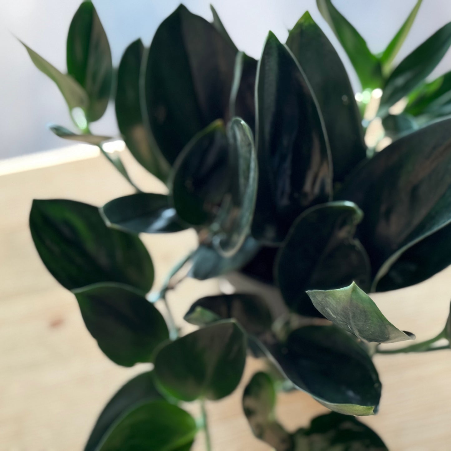Scindapsus treubii 'Dark Form'