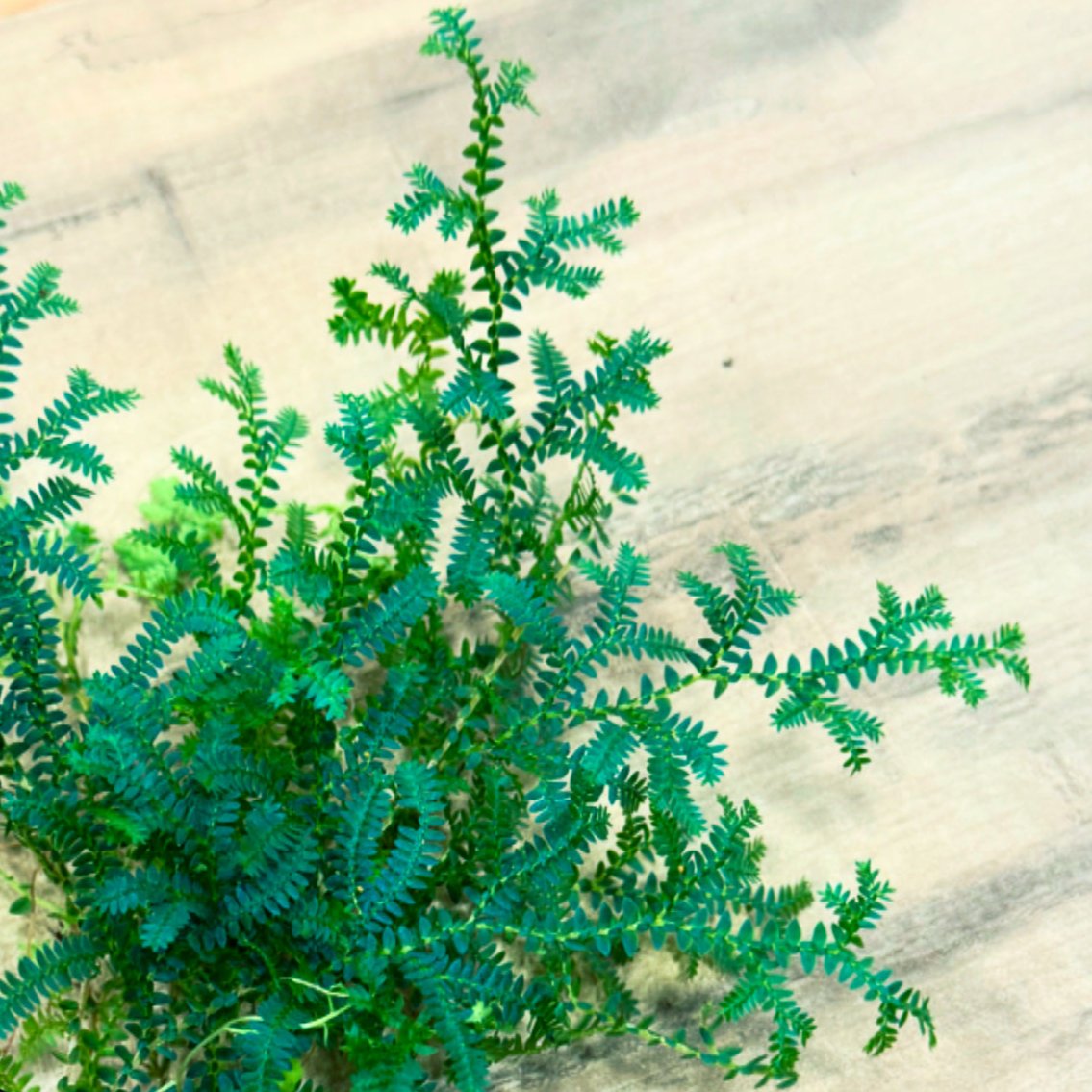 Selaginella uncinata | Moosfarn | spike moss | rainbow moss