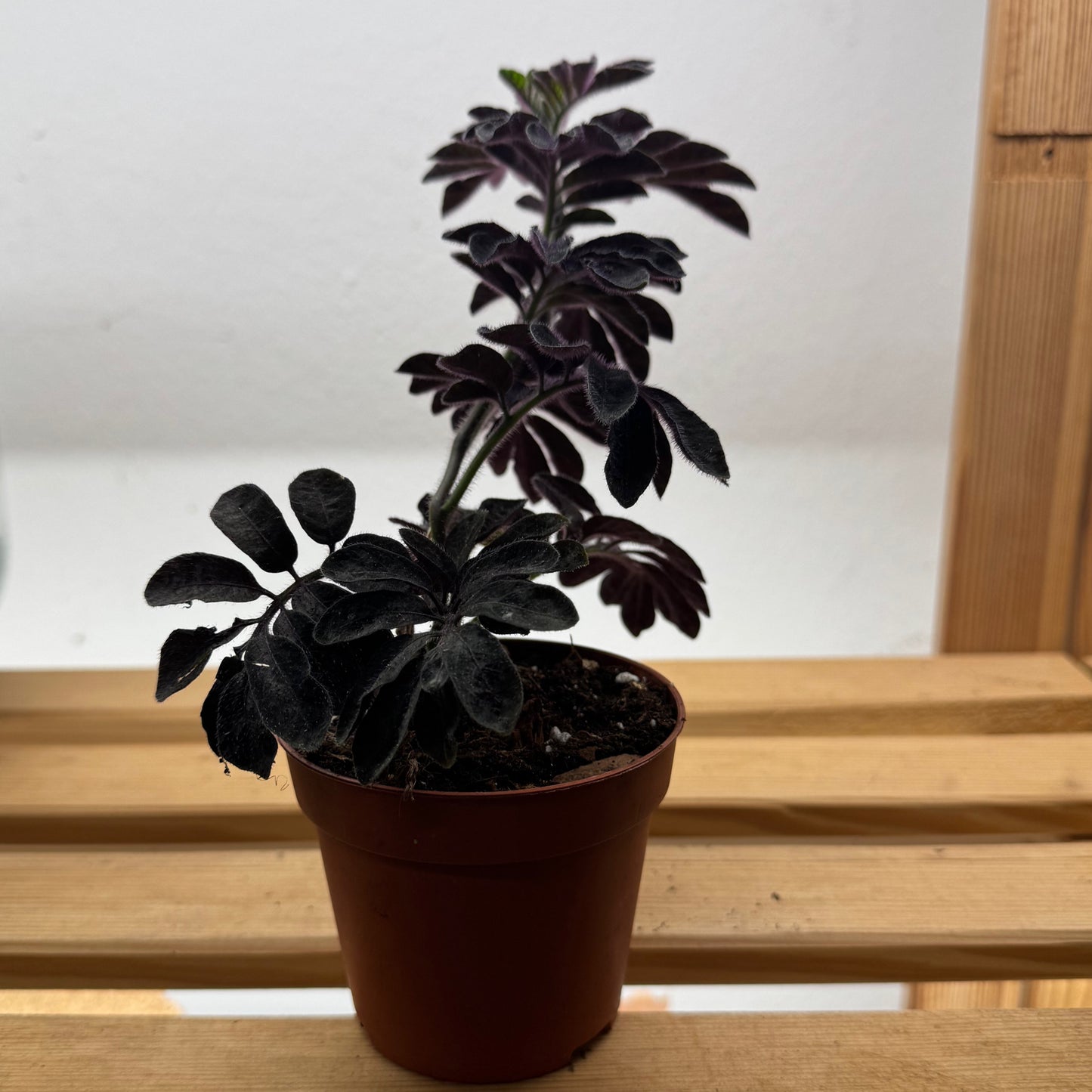 Solanum Uleanum | Ulean Nachtschatten | Stecklinge