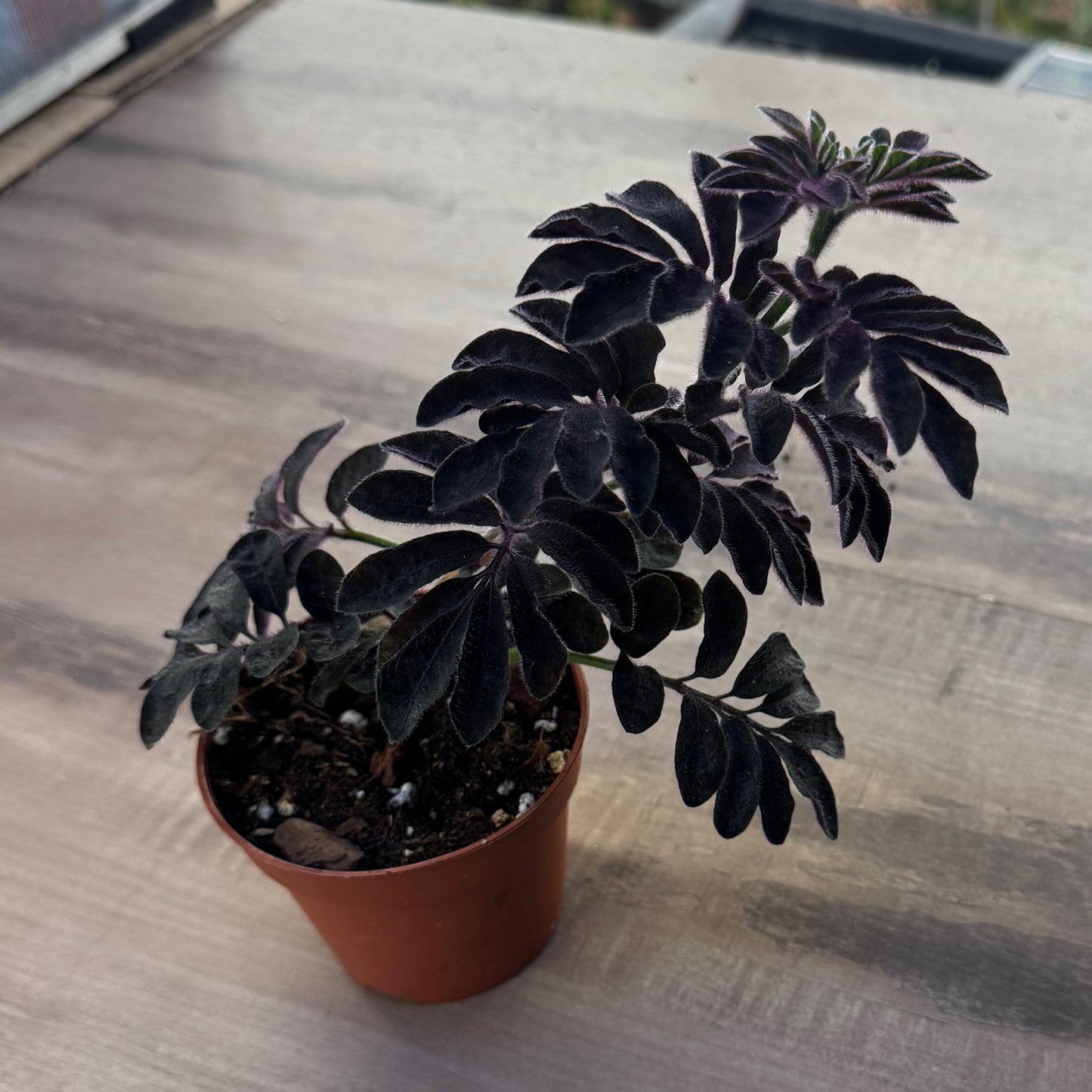 Solanum Uleanum | Ulean Nachtschatten | Stecklinge