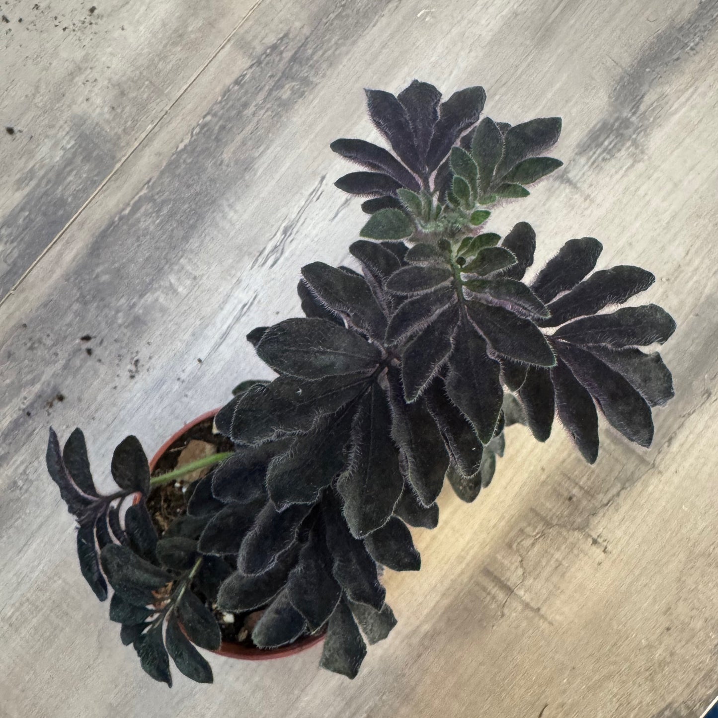 Solanum Uleanum | Ulean Nachtschatten | Stecklinge
