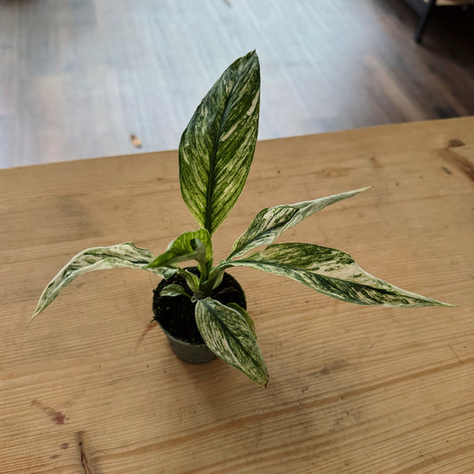 Spathiphyllum wallisii 'Sensation Variegata' | Einblatt | Friedenslilie