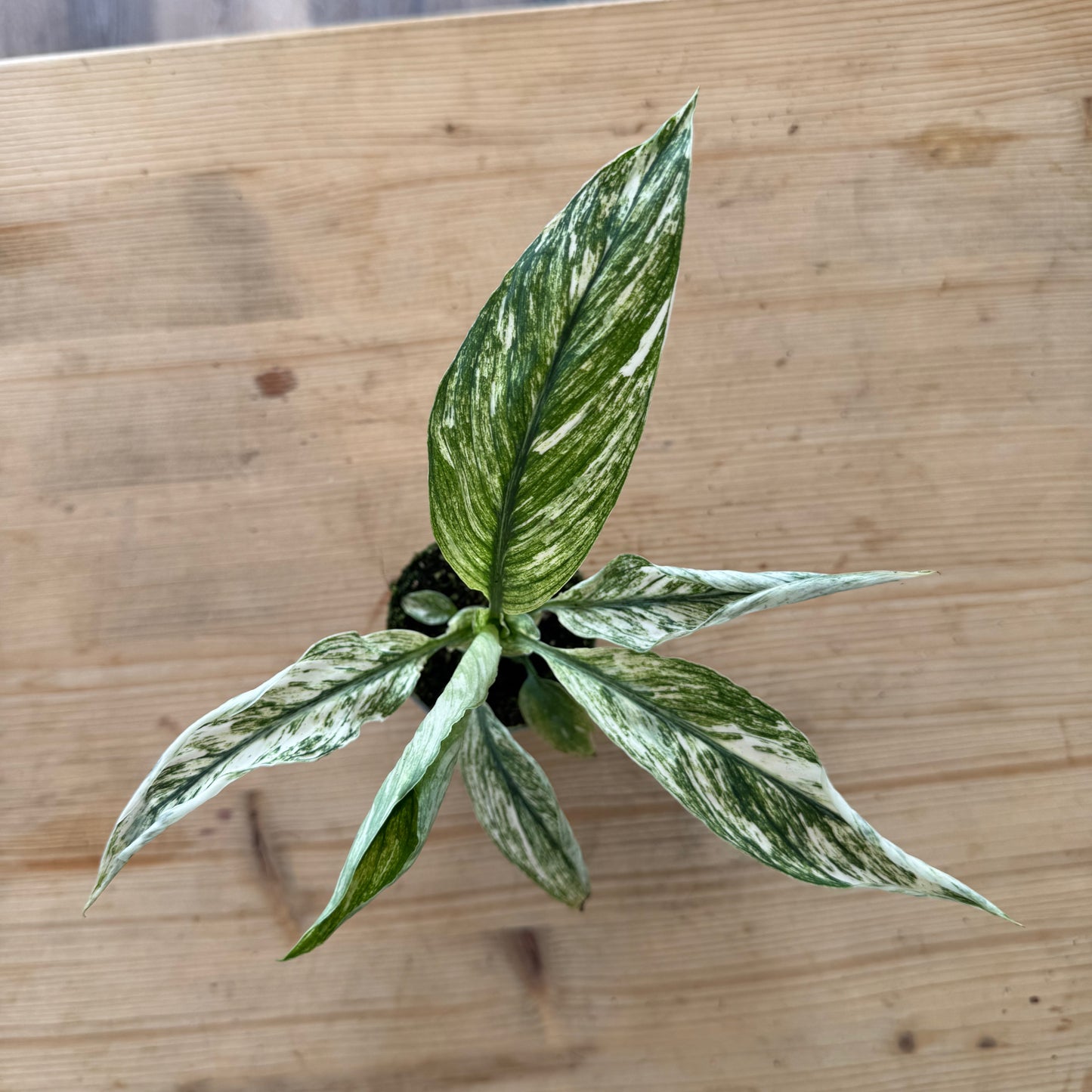 Spathiphyllum wallisii 'Sensation Variegata' | Einblatt | Friedenslilie