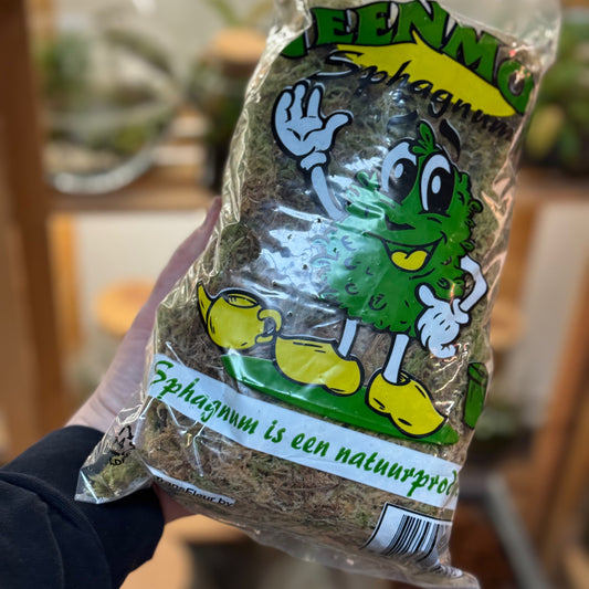 Sphagnum Moos | Torfmoos | Wassermoos