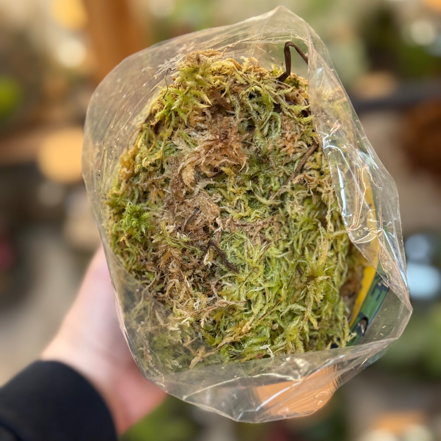 Sphagnum Moos | Torfmoos | Wassermoos