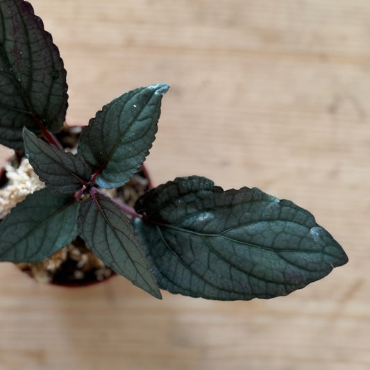 Strobilanthes alternata Steckling | Hemigraphis alternata