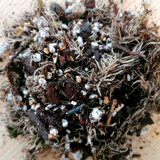 Alokasien Substrat | organisch | 250g