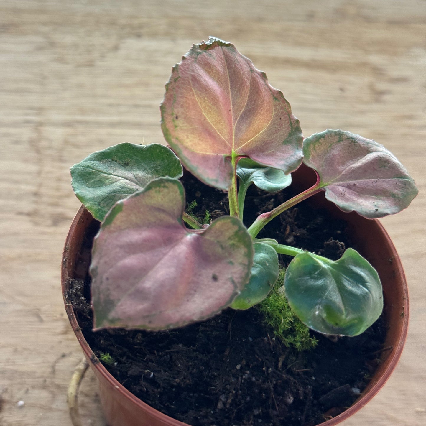 Syngonium 'Orm Nak' | Purpurtute